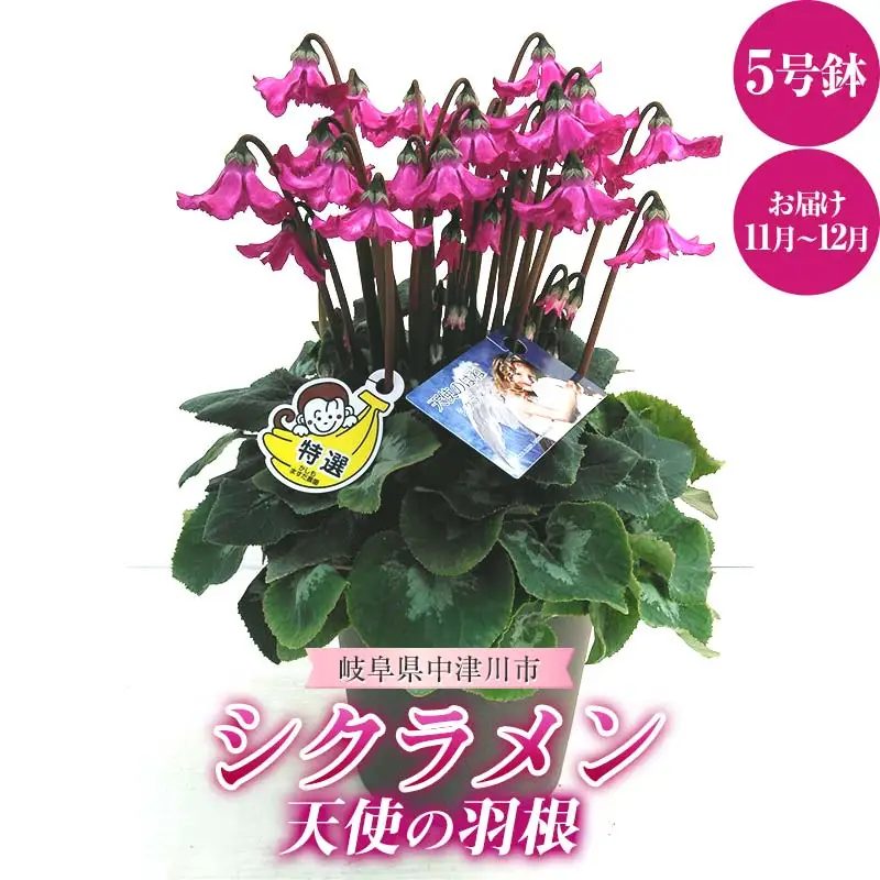 シクラメン 天使の羽根 5号鉢 ますだ農園 花 植物 フラワー F4N-1795