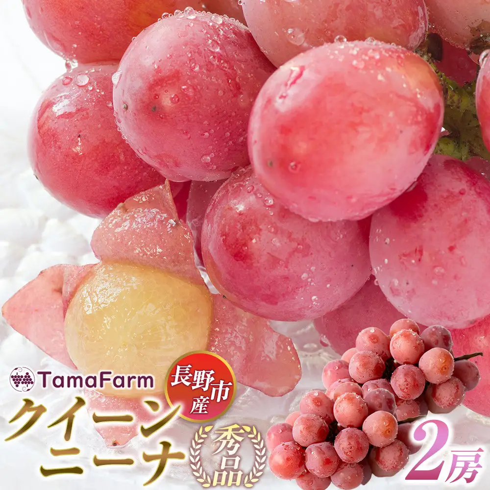 タマファーム　長野市産 クイーンニーナ 【秀品】2房  |ぶどう 葡萄 フルーツ 果物