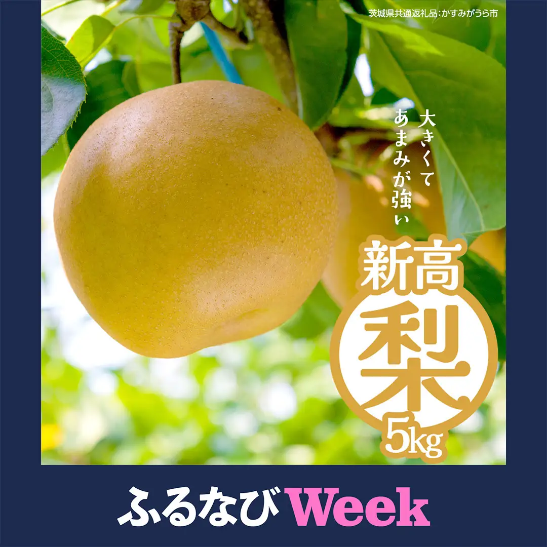 【ふるなびWEEK対象】新高 約5kg（茨城県共通返礼品：かすみがうら市） 【2026年9月中旬発送開始】 梨 数量限定 なし ナシ フルーツ 果物 旬 産地直送 [FF005sa]	