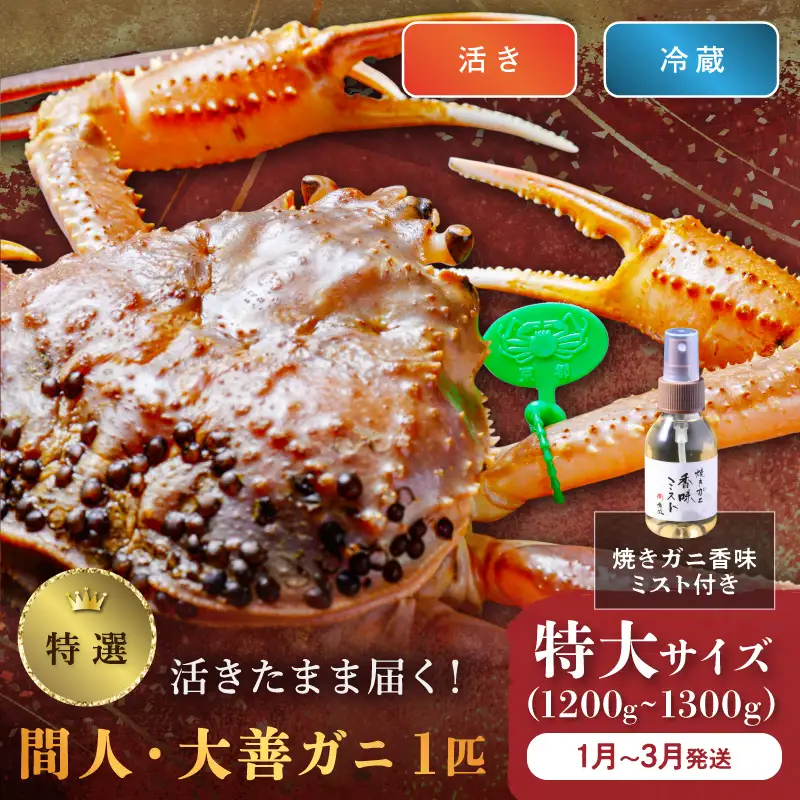 【蟹の匠 魚政】京丹後市産 活きたまま届く！　間人ガニ大善ガニ 特撰 特大サイズ（1200～1300g) 1匹　香味ミスト付き(1月～3月発送）| ズワイガニ カニ 姿