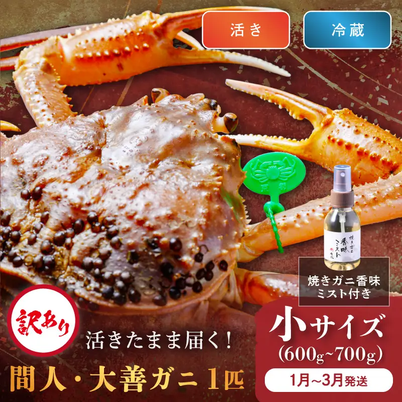 訳あり　【蟹の匠 魚政】京丹後市産 活きたまま届く！　間人ガニ大善ガニ 小サイズ（600～700g) 1匹　香味ミスト付き(1月～3月発送）蟹の匠　魚政