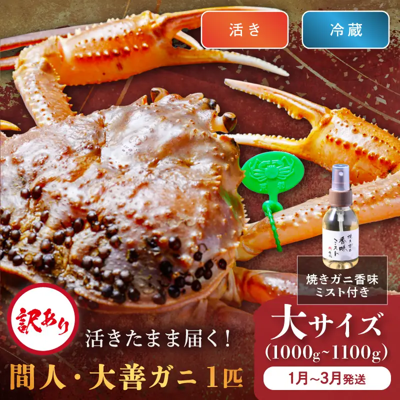 訳あり　【蟹の匠 魚政】京丹後市産 活きたまま届く！　間人ガニ大善ガニ　大サイズ (1000～1100g) 1匹　香味ミスト付き(1月～3月発送）