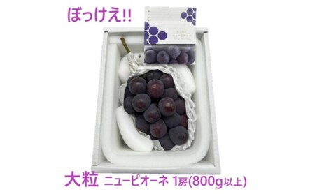 ぶどう 2026年 先行予約 ぼっけえ 大粒 ニューピオーネ 1房(800g以上) 化粧箱入り