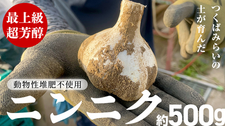 【先行予約】超芳醇 つくばみらいの土が育んだ 最上級ニンニク 約500g つくばみらい市（2026年6月より発送開始）