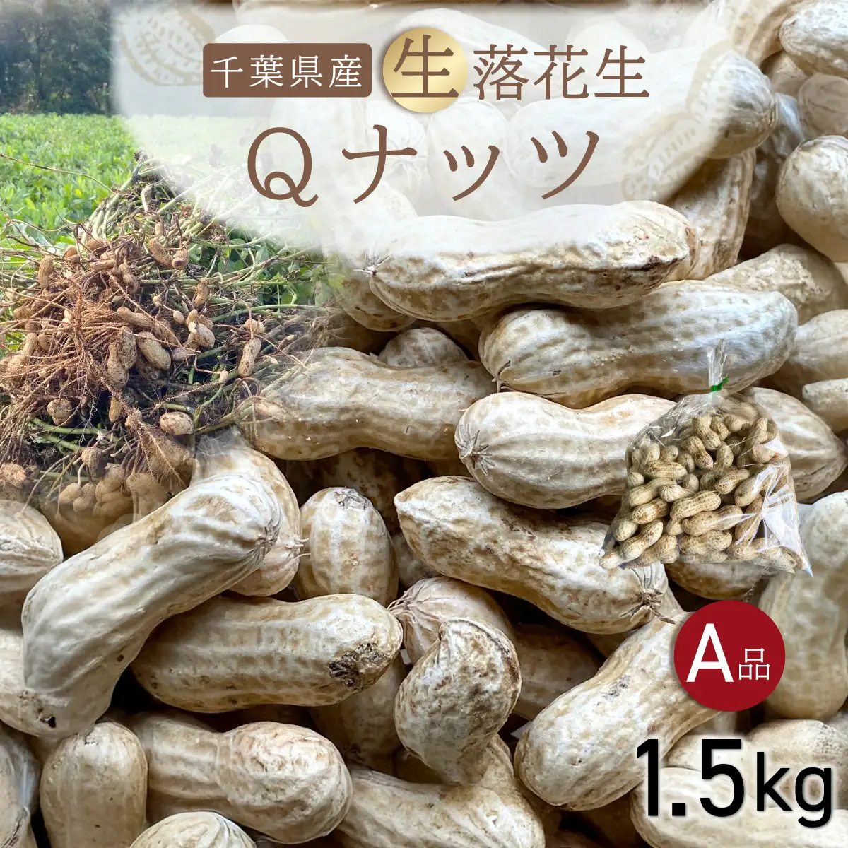 【先行受付・9月中旬より順次発送！】Qナッツ 生落花生 1.5kg SMAH014／ふるさと納税 落花生 生 生落花生 Qナッツ 生Qナッツ A品 大粒 希少 旬 季節限定 ふっくら 柔らか ほくほく 甘い 塩ゆで 千葉県 山武市 