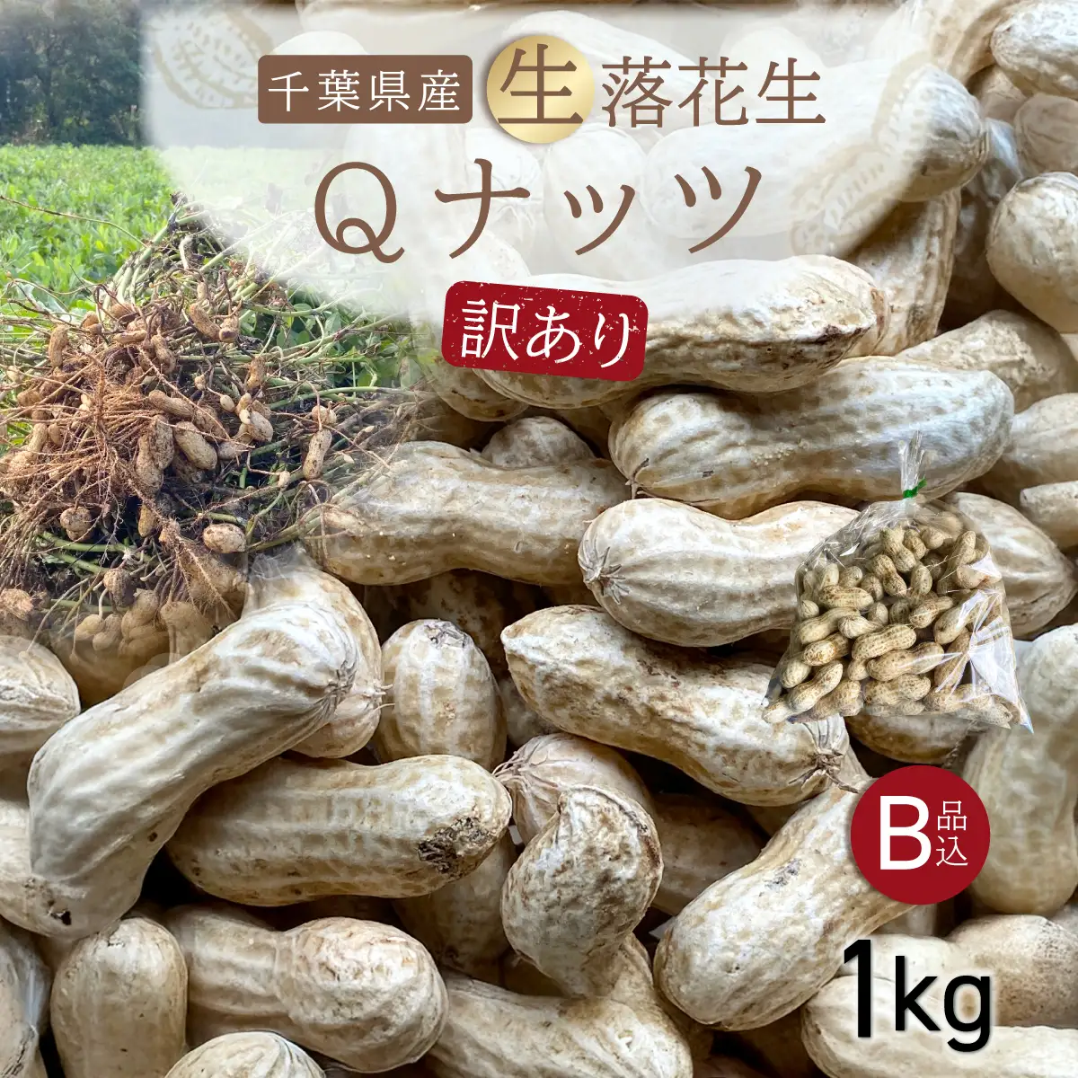 【先行受付・9月中旬より順次発送！】【訳あり】Qナッツ 生落花生 1kg SMAH015／ふるさと納税 落花生 生 生落花生 Qナッツ Qなっつ 訳あり 訳アリ 家庭用 新品種 希少 旬 季節限定 あっさり 香ばしい 甘い 塩ゆで おやつ おつまみ 千葉県 山武市 千葉県産