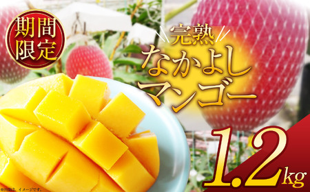 【期間限定】完熟なかよし マンゴー 約1.2kg