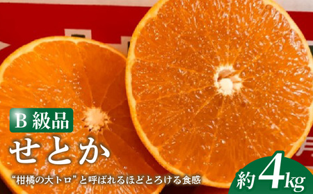 せとか 4kg 【B級品】 | 柑橘 みかん 愛媛三大高級柑橘 ( 紅まどんな 甘平 せとか ) のひとつ セトカ 【TMN0251】