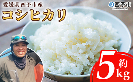 【先行予約】＜令和8年産 愛媛県西予市産 コシヒカリ 5kg＞ 通常 お米 コメ こめ 白米 精米 ご飯 新鮮 5キロ 愛媛県産 宇和町産 こしひかり 特産品 もとき農園 愛媛県 西予市【常温】『2026年10月・11月頃から順次発送予定』 UMK0008
