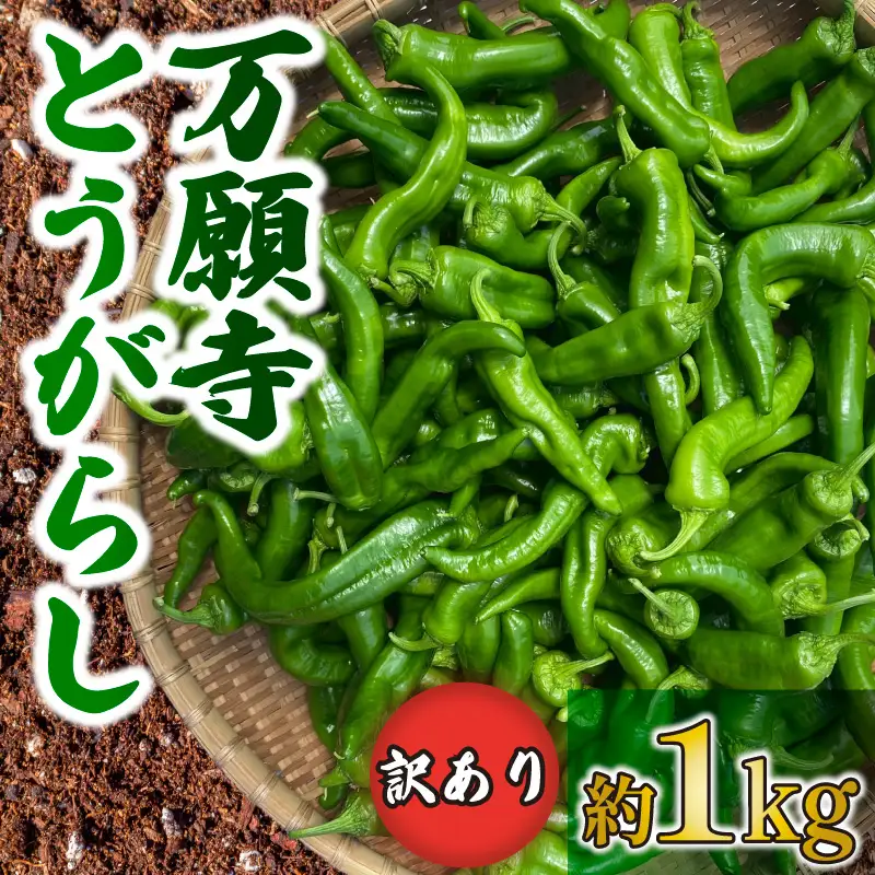 【訳あり】万願寺とうがらし 1kg  京野菜 とうがらし