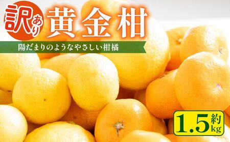 訳あり 黄金柑 1.5kg 低農薬 無化学肥料 みかん ミカン おうごんかん フルーツ 果物 くだもの 柑橘 かんきつ ビタミンC 富士長株式会社 静岡県 牧之原市 わけあり ワケアリ