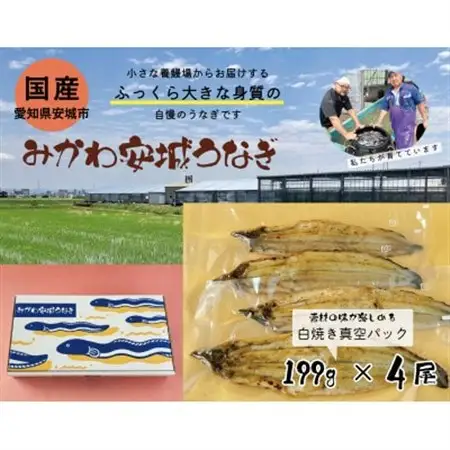 みかわ安城うなぎ　大きな白焼き　4尾【配送不可地域：離島】【1631476】
