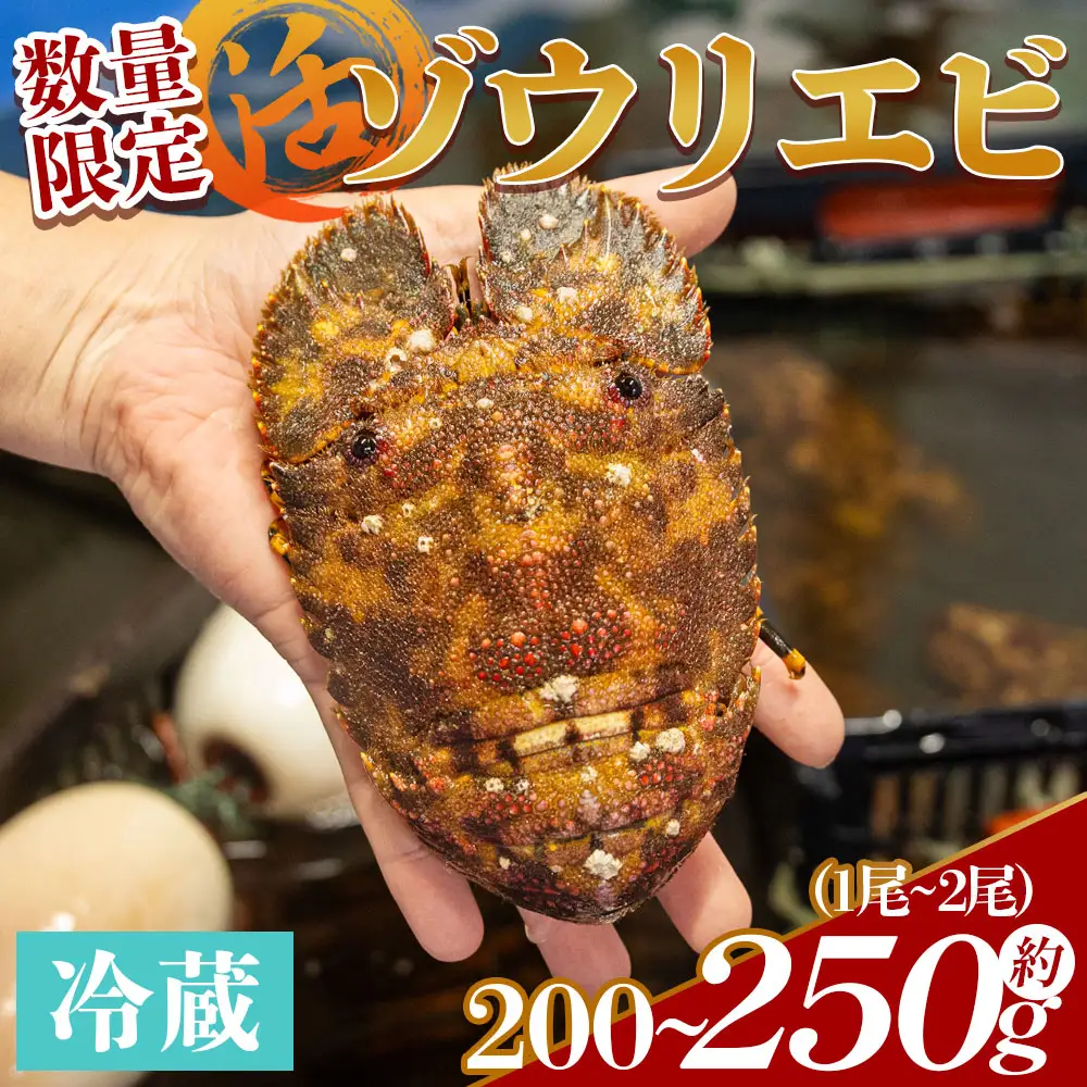 活 ゾウリエビ 約200～250g(1尾～2尾) 幻のエビ eb-0053