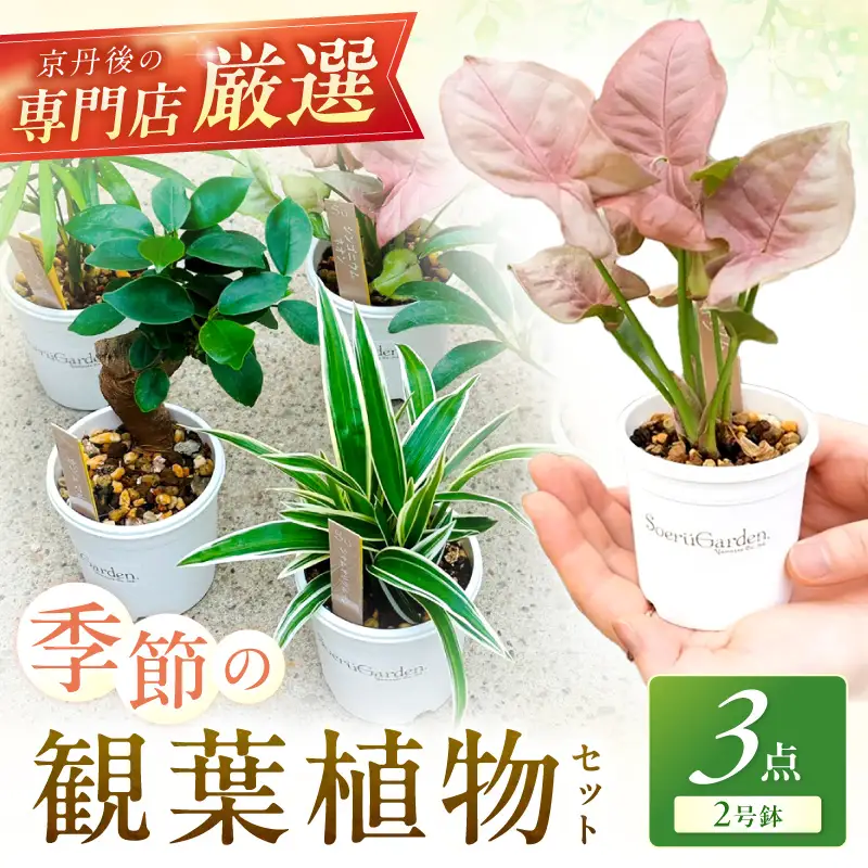 季節の観葉植物3点セット【発送可能時期：4月上旬～7月末、9月上旬～11月末】2号鉢