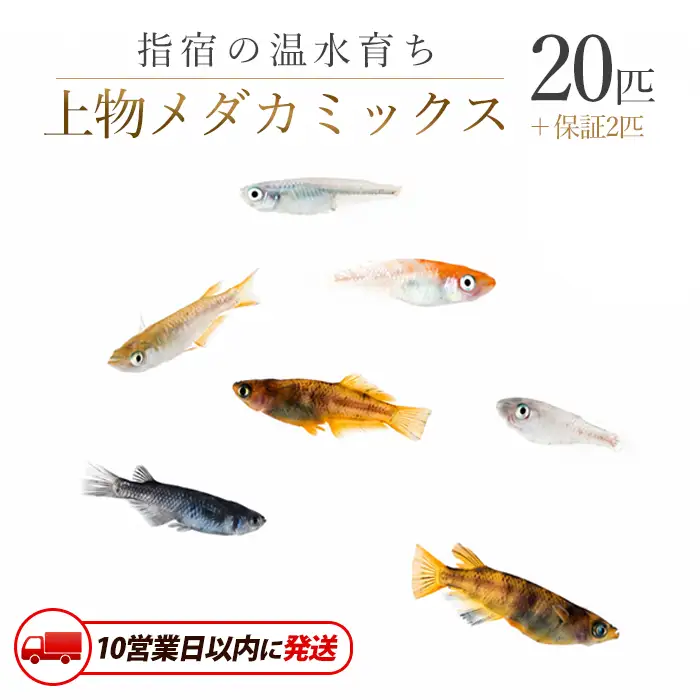 10営業日以内に発送 温水育ち 上物メダカミックス20匹 otofarm IB148-001  ※北海道・沖縄・離島配送不可※メダカ メダカ