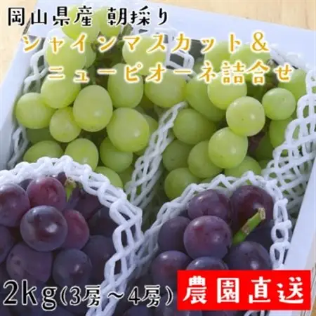 朝採りシャインマスカット＆ニューピオーネ　計2kg【配送不可地域：離島・北海道・沖縄県】【1632467】