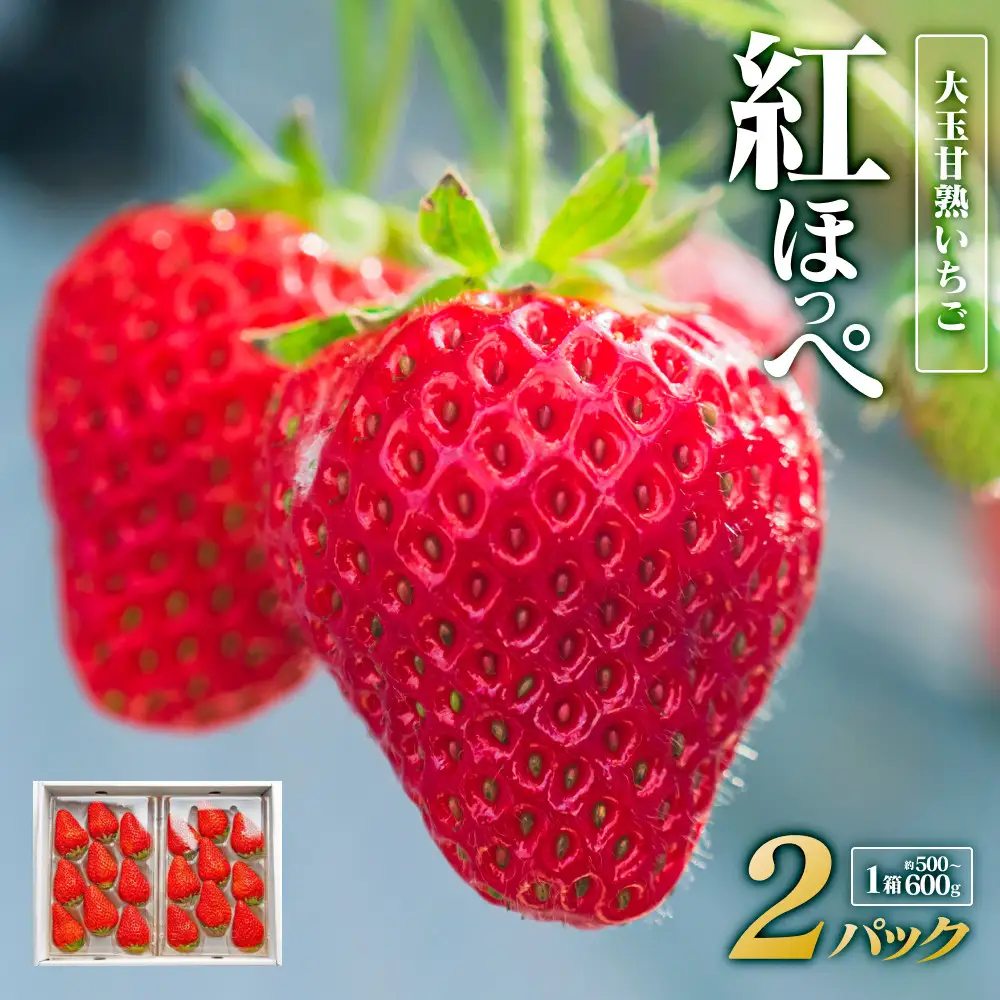 大玉 甘熟 いちご 紅ほっぺ ※2027年1月中旬頃～2027年3月下旬頃に順次発送予定 苺