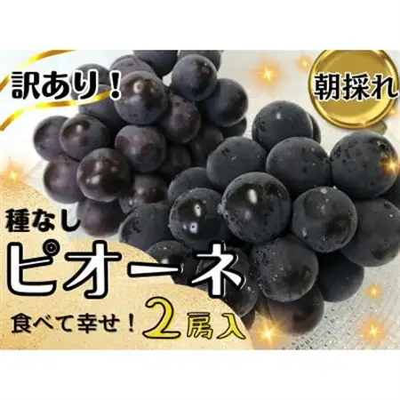 【2027年先行受付】訳あり岡山県産ピオーネ1.2kg【配送不可地域：離島】【1633343】