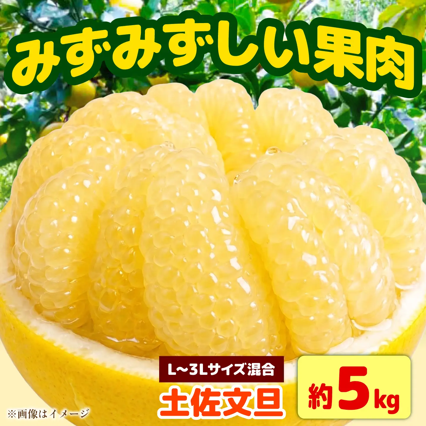 【先行予約】土佐文旦 家庭用 約5kg（L-3Lサイズ混合：8-13玉入り） 先行予約 文旦 ぶんたん ブンタン 柑橘 フルーツ デザート 果物 ご当地 人気 お取り寄せ＜2027年1月下旬から順次発送＞【玉木農園】 [BQAJ008]