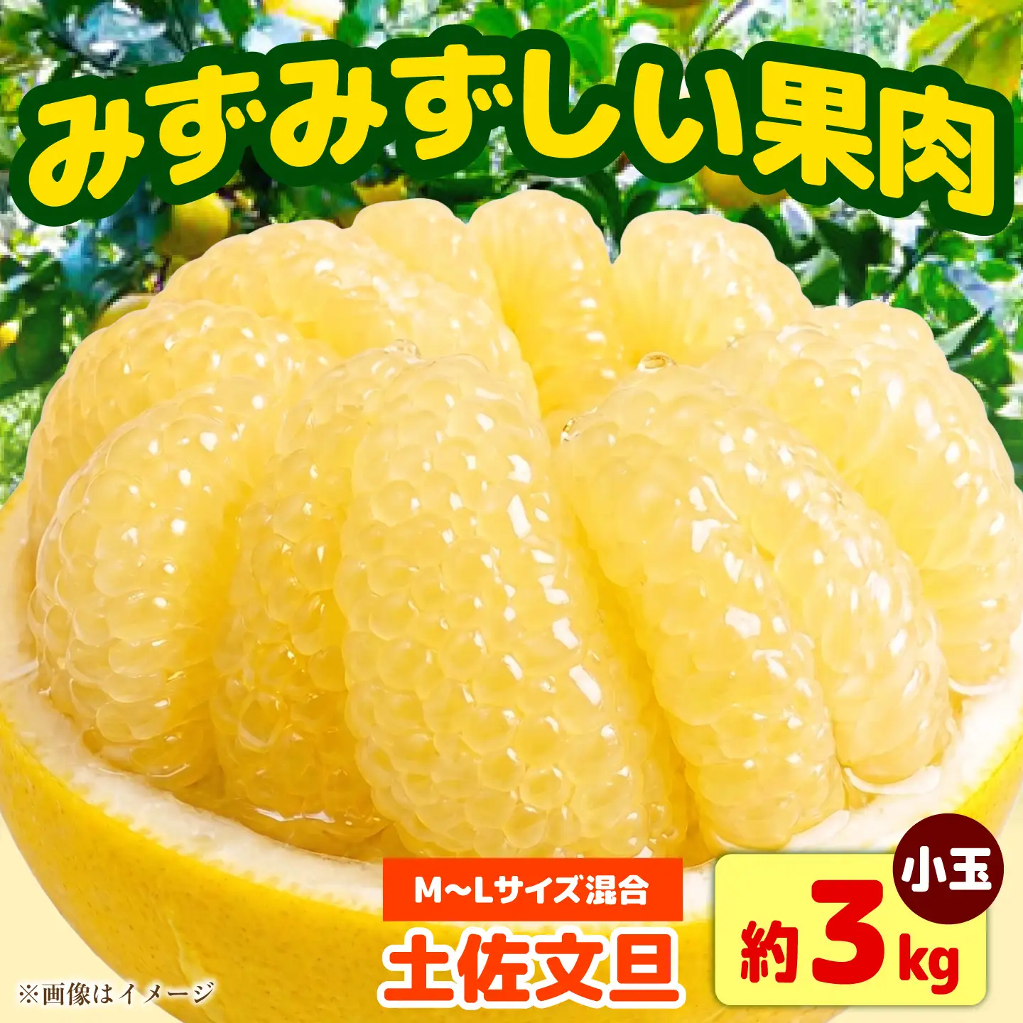 【先行予約】土佐文旦 小玉 家庭用 約3kg （M-L：7-9玉入り） 文旦 ぶんたん ブンタン 柑橘 フルーツ デザート 果物 ご当地 人気 名産＜2027年1月下旬から順次発送＞【玉木農園】 [BQAJ006]
