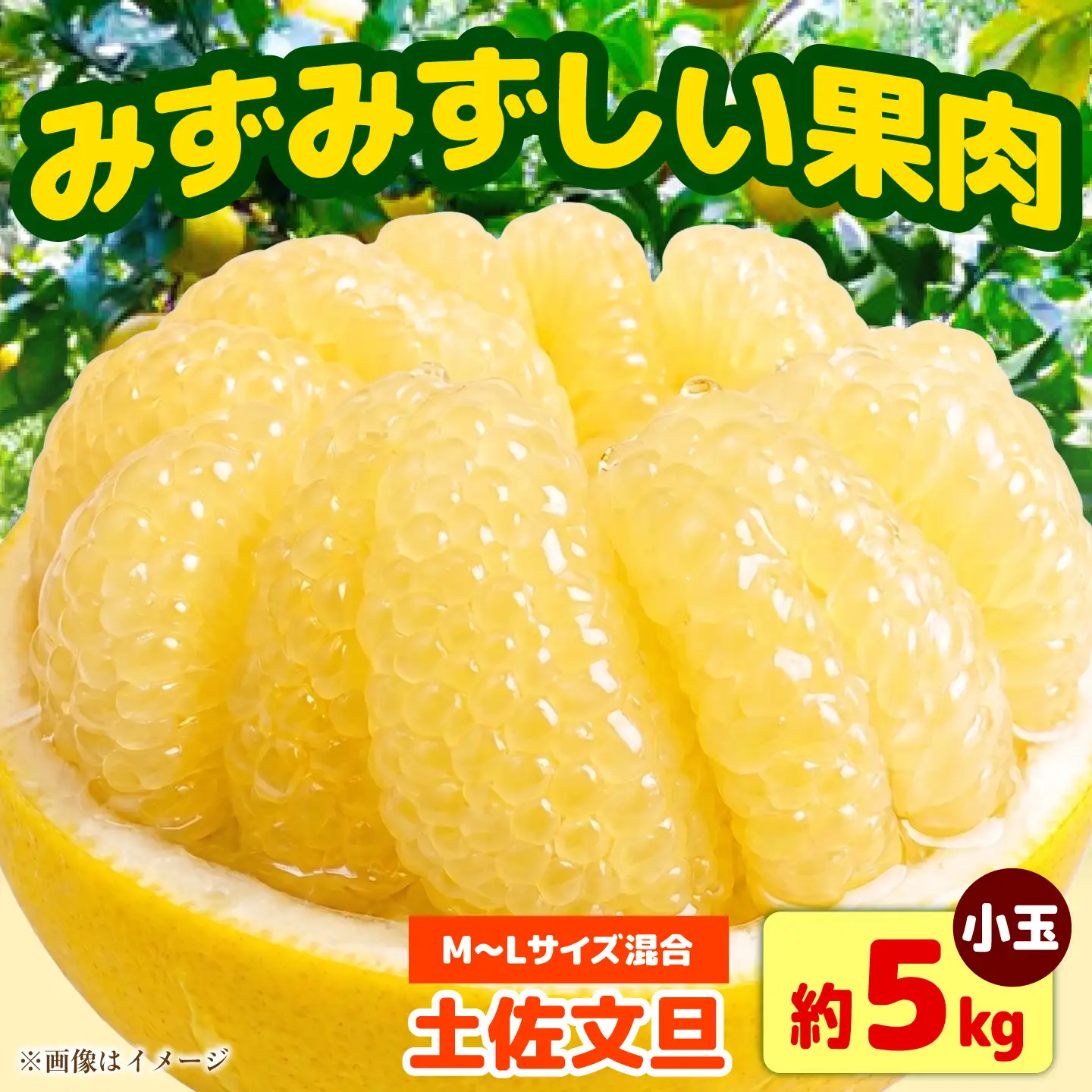 【先行予約】土佐文旦 小玉 家庭用 約5kg （M-Lサイズ：11-15玉入り） 文旦 ぶんたん ブンタン 柑橘 フルーツ デザート 果物 ご当地 人気 名産＜2027年1月下旬から順次発送＞【玉木農園】 [BQAJ005]