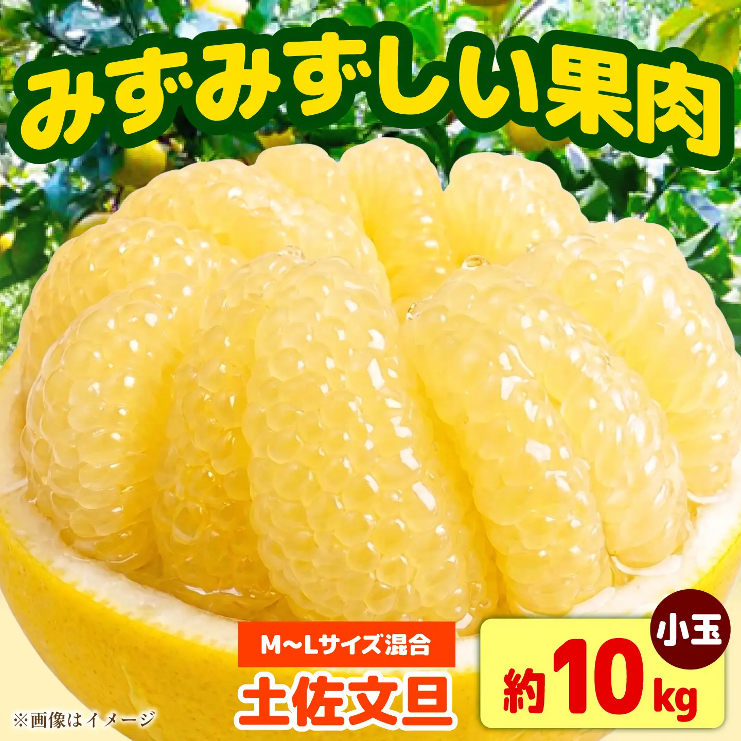 【先行予約】土佐文旦 小玉 家庭用 約10kg （M-Lサイズ：23-29玉入り） 文旦 ぶんたん ブンタン 10キロ 柑橘 フルーツ デザート 果物 ご当地 人気 名産＜2027年1月下旬から順次発送＞【玉木農園】 [BQAJ004]