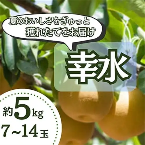 【5kg】栃木県小山市産　幸水 梨【1617300】