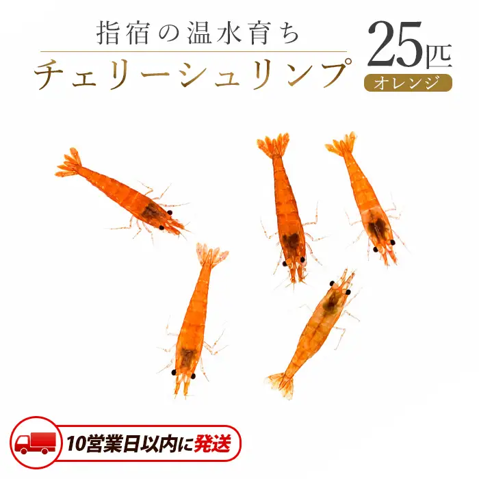 10営業日以内に発送 温水育ち オレンジ チェリー シュリンプ 25匹 otofarm IB148-006 ※北海道・沖縄・離島配送不可※