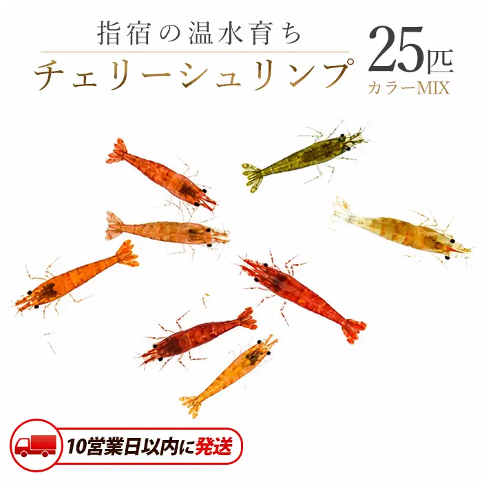 10営業日以内に発送 温水育ち チェリー シュリンプ (赤 オレンジ 茶 透明 等)25匹 otofarm IB148-005※北海道・沖縄・離島配送不可※