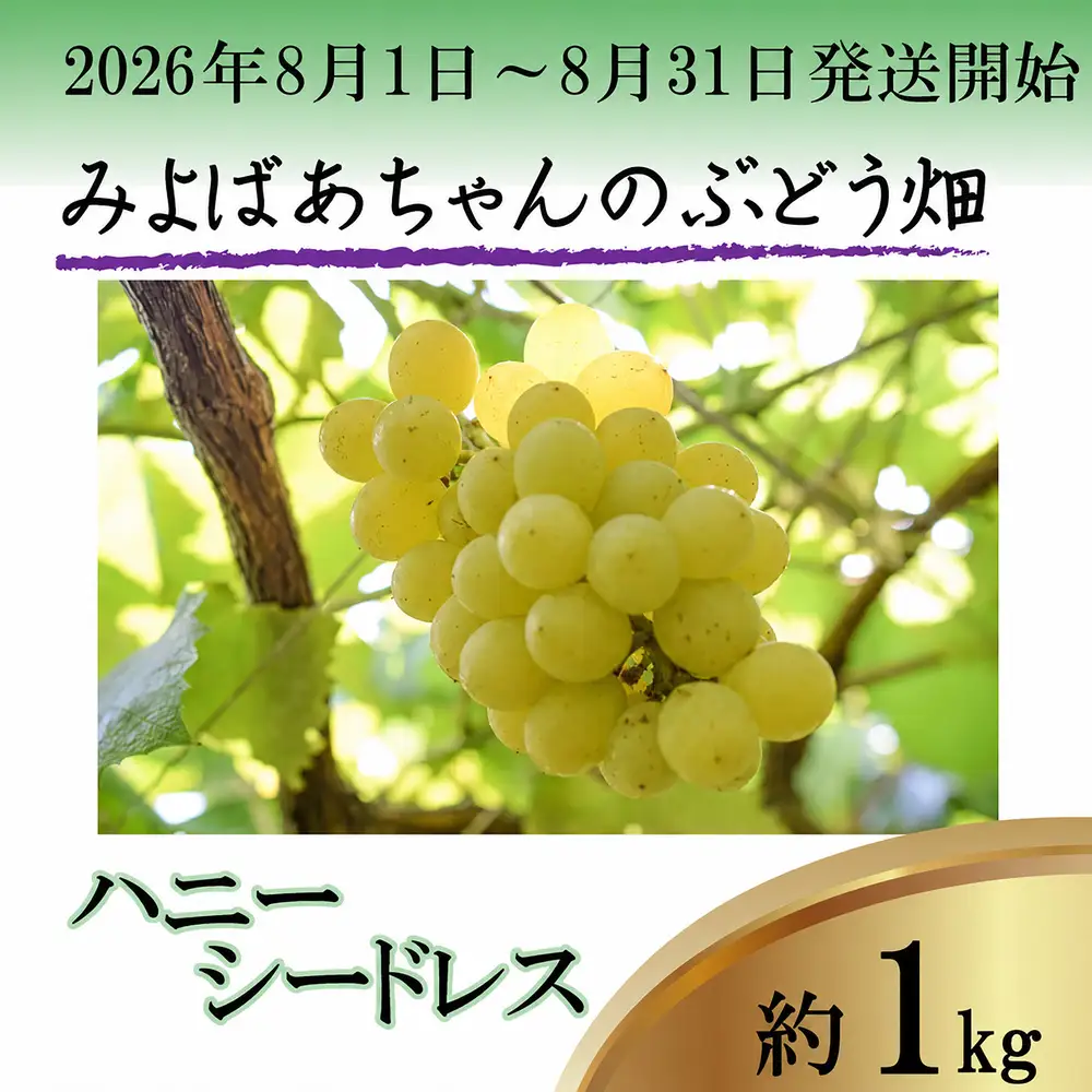 ＜みよばあちゃんのぶどう畑直送！＞ 先行予約 8月1日～8月末まで順次発送【露地栽培のハニーシードレス 約1kg(2～3房)】 [M28-3] 葡萄 ブドウ ぶどう 巨峰 果物 くだもの マスカット フルーツ 新鮮 九州 福岡 宮若