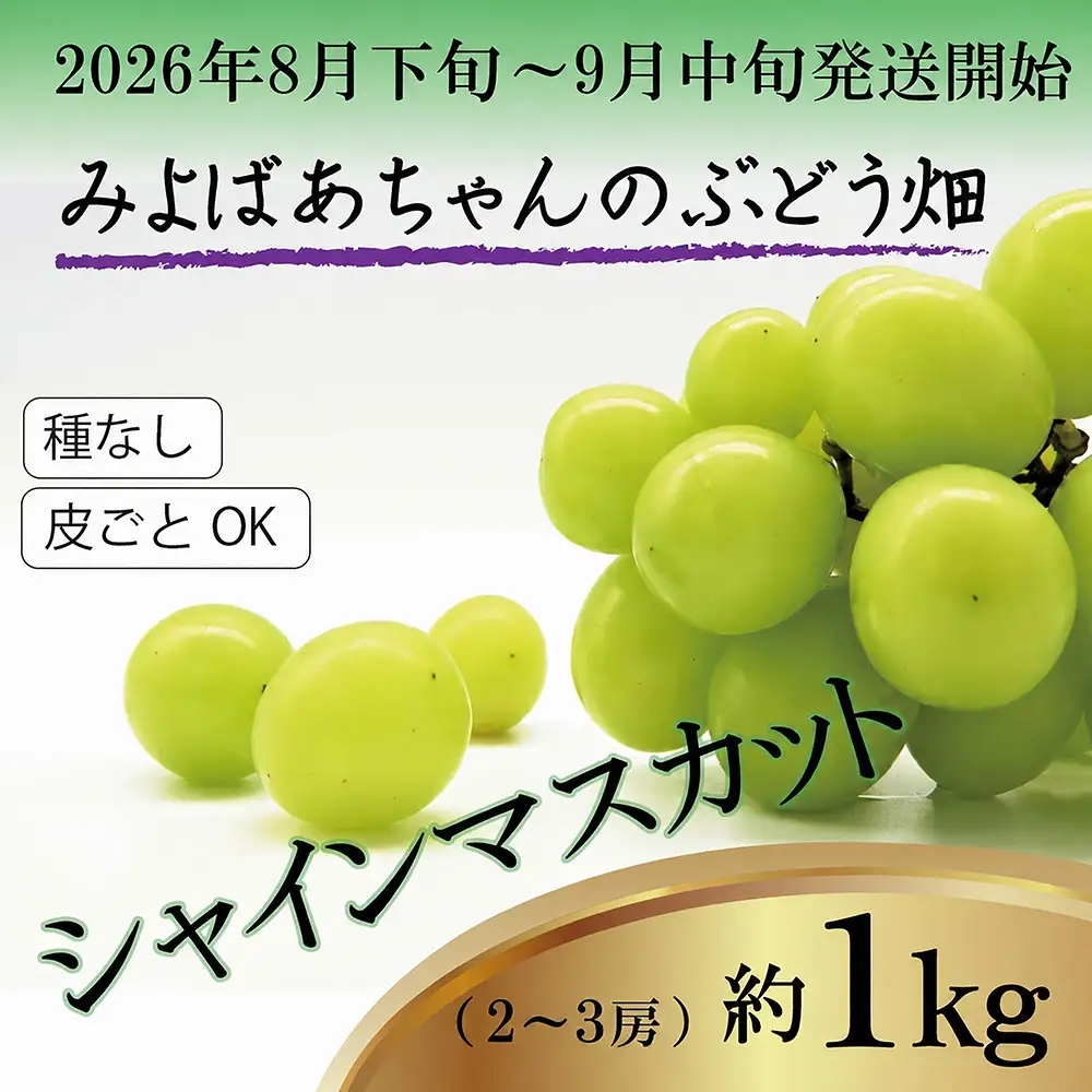 ＜みよばあちゃんのぶどう畑直送！＞ 先行予約 8月下旬～9月中旬順次発送【露地栽培のシャインマスカット 約1kg(2～3房)】 [M29-3] 葡萄 ブドウ ぶどう 巨峰 果物 くだもの マスカット フルーツ 新鮮 九州 福岡 宮若