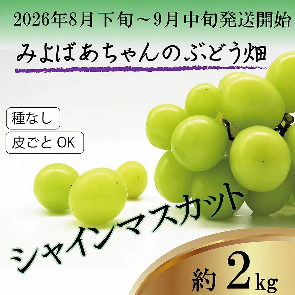 ＜みよばあちゃんのぶどう畑直送！＞ 先行予約 8月下旬～9月中旬順次発送【露地栽培のシャインマスカット 約2kg(4～6房)】 [M36-3] 葡萄 ブドウ ぶどう 巨峰 果物 くだもの マスカット フルーツ 新鮮 九州 福岡 宮若