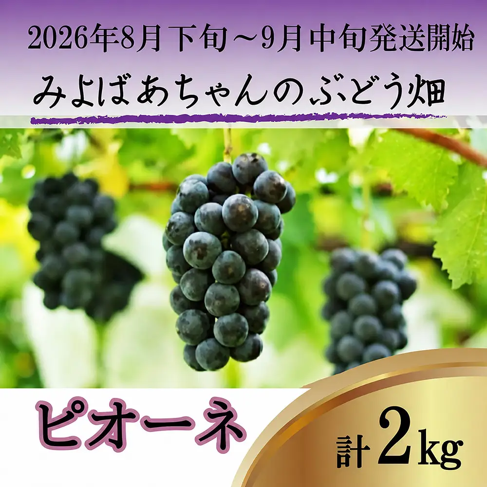 ＜みよばあちゃんのぶどう畑直送！＞ 先行予約 8月下旬～9月中旬順次発送【露地栽培の種なしピオーネ 約2kg(3～5房)】 [M37-3] 葡萄 ブドウ ぶどう 巨峰 果物 くだもの マスカット フルーツ 新鮮 九州 福岡 宮若