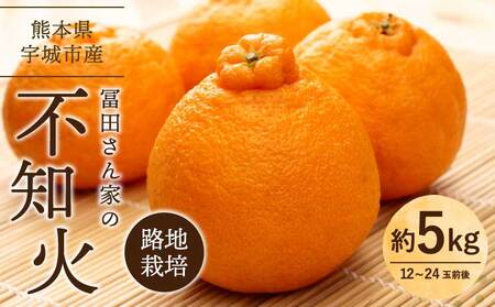 令和8年熊本地震復興支援  先行予約 不知火 冨田さん家の不知火 路地栽培 5kg 【2027年1月中旬-1月下旬発送予定】