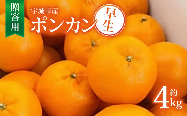 令和8年熊本地震復興支援 先行予約 宇城市産 早生 ポンカン 約4kg 20玉前後【贈答用】【2026年12月上旬?12月下旬頃順次発送予定】ひでみかん