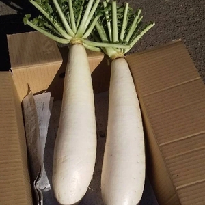 三浦大根 【 1本 3～4kg 】 × 5本【 数量限定 】 M089-004 【 期間限定 】 野菜 三浦野菜