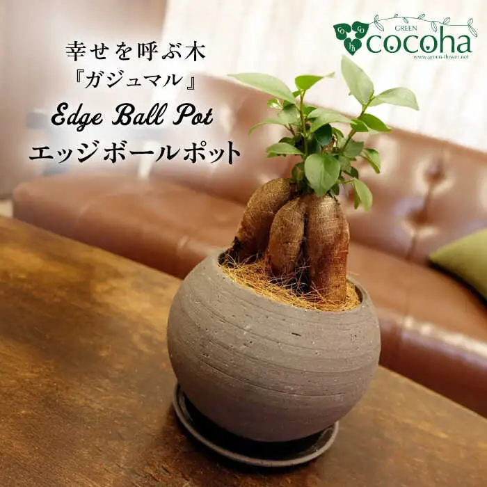 幸せを呼ぶ木『ガジュマル』　エッジボールポット 糸島市 / cocoha / 観葉植物 グリーン 緑 インテリア [AWB038]