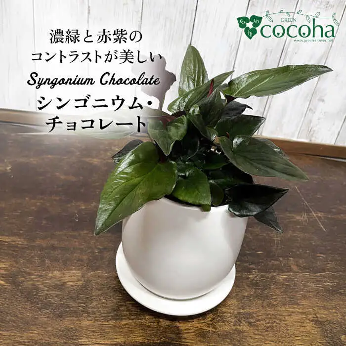 濃緑と赤紫のコントラストが美しい　シンゴニウム・チョコレート 糸島市 / cocoha / 観葉植物 グリーン 緑 インテリア [AWB039]