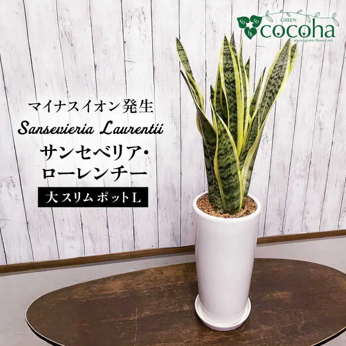 マイナスイオン発生 サンセベリア・ローレンチー大 スリムポットL 糸島市 / cocoha 観葉植物 グリーン 緑 インテリア [AWB040]