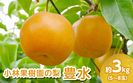 【先行予約】小林果樹園の梨 豊水 5～8玉 約3kg｜ほうすい 朝どり みずみずしい 梨 なし ナシ フルーツ 果物 常総市　※2026年9月～発送