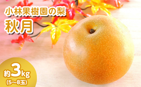 【先行予約】小林果樹園の梨 秋月 5～8玉 約3kg｜あきづき 朝どり みずみずしい 梨 なし ナシ フルーツ 果物 常総市　※2026年9月～発送