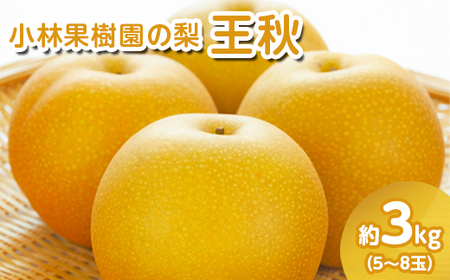 【先行予約】小林果樹園の梨 王秋 5～8玉 約3kg｜おうしゅう 朝どり みずみずしい 梨 なし ナシ フルーツ 果物 常総市　※2026年9月～発送