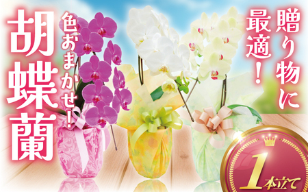 胡蝶蘭 1本 濃ピンク 黄色 白【胡蝶蘭】