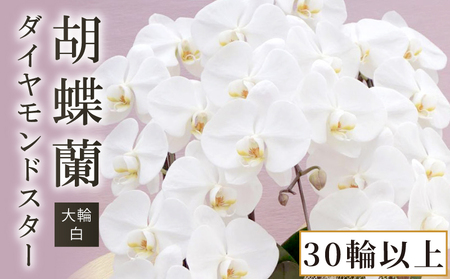 胡蝶蘭 大輪 白 30輪 以上【胡蝶蘭】