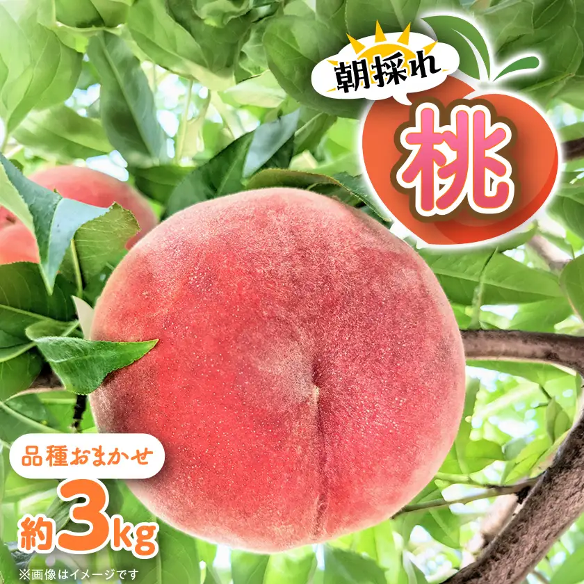 【信州中野まつじるし農園】品種おまかせ朝採れ桃 約3kg【配送不可地域：離島】【1621974】