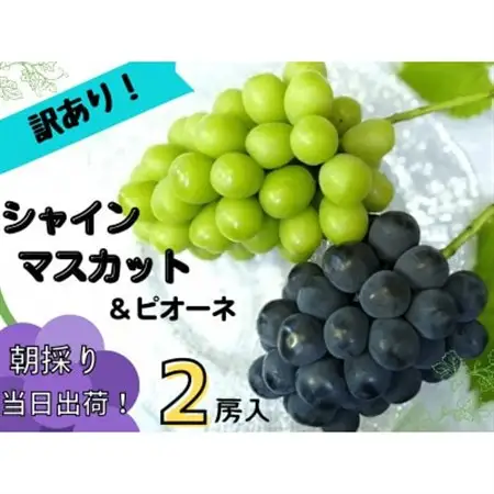 【2027年先行受付】訳あり岡山県産ぶどう詰合せ　1.2kg(シャインマスカット+ピオーネ)【配送不可地域：離島】【1633329】