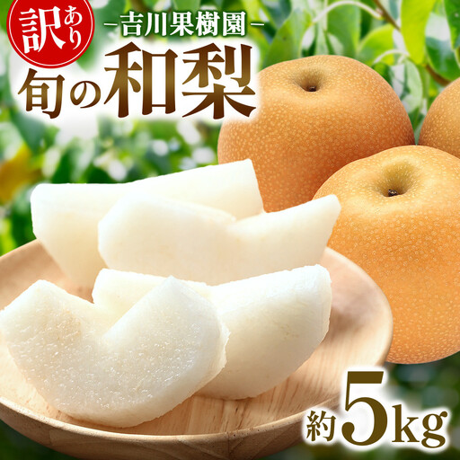 (訳あり) 旬の和梨　約５kg【吉川果樹園】 ｜ 梨 
