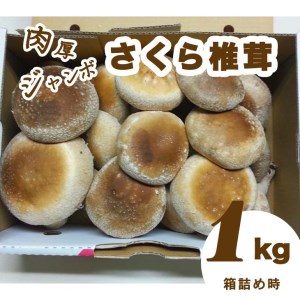 肉厚ジャンボな”さくら椎茸”１ｋｇ箱詰め≪しいたけ シイタケ きのこ キノコ 栃木県≫