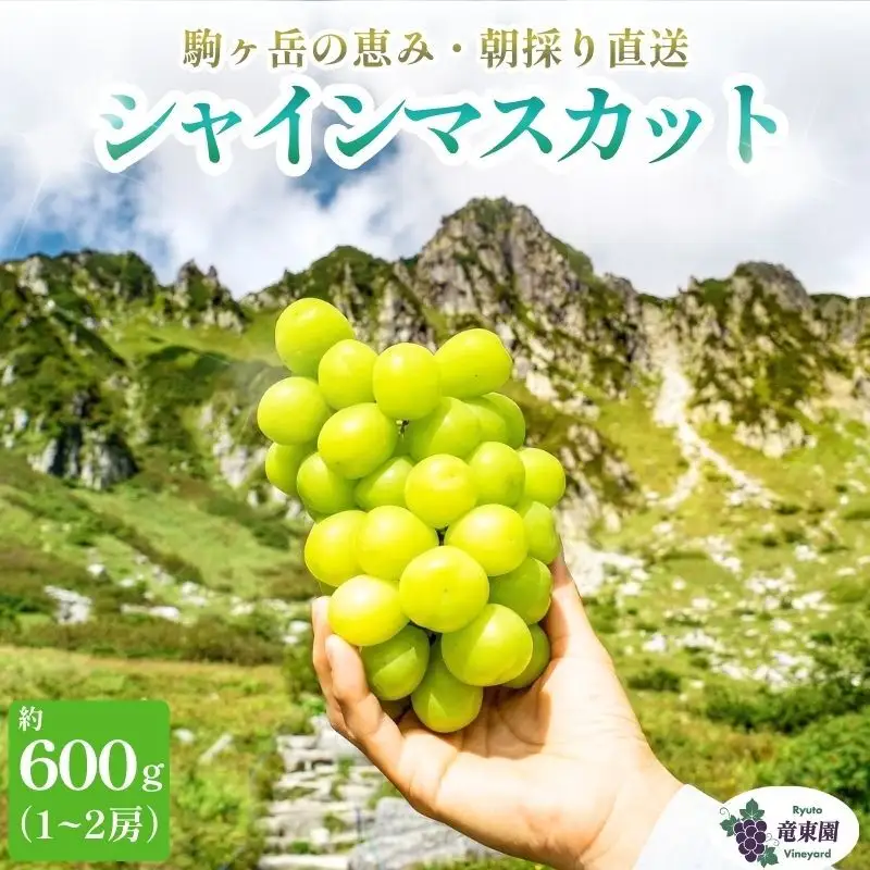 【駒ヶ岳の恵み・朝採り直送】シャインマスカット 約600g 1～2房 中央アルプス 駒ヶ根産 種なし 皮ごと 山の雫 木曽駒ヶ岳 宝剣岳 千畳敷カール 寒暖差 信州 長野 ぶどう 2026