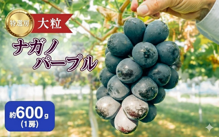 2026年産 ぶどう ナガノパープル 約600g（1房）果物 フルーツ デザート 信州 長野 駒ケ根市